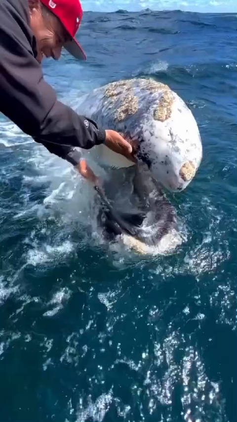 灰鲸靠近渔船,让人们清理藤壶,嘴巴好多长须,没有牙齿 !