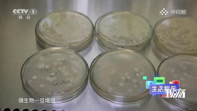 保温杯里装牛奶后迅速繁殖的微生物