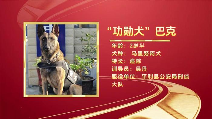 功勋犬巴伊图片