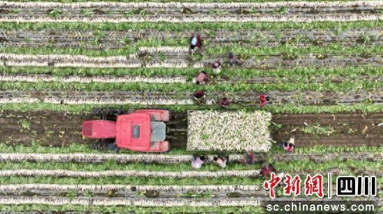 顺庆区菜粮现代农业园区种植的萝卜迎来丰收。 黎涛供图