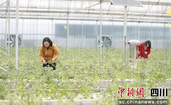 渔耕源农场的工人在管护水果番茄。 黎涛供图