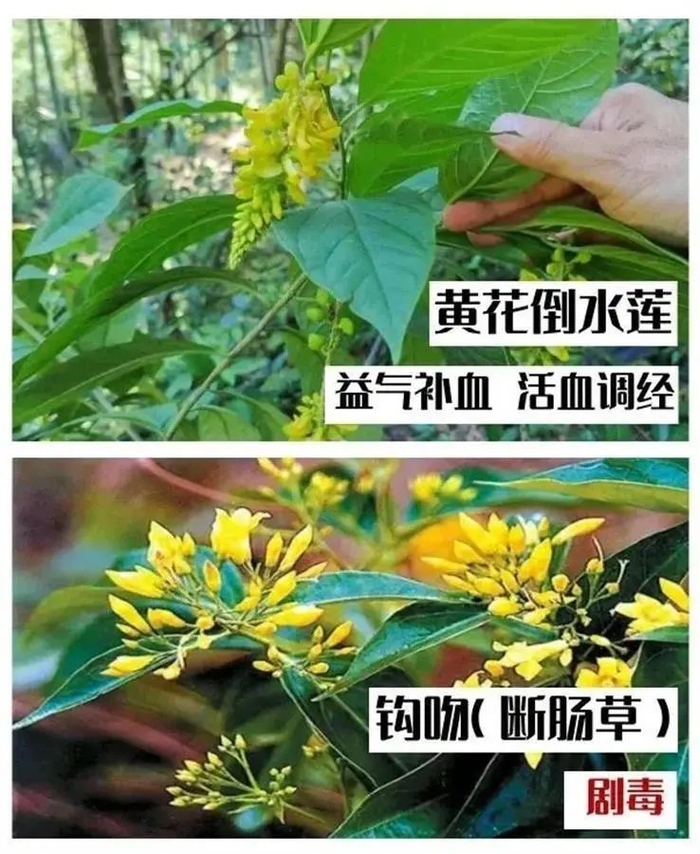 ▲“断肠草”（图源：广东疾控）