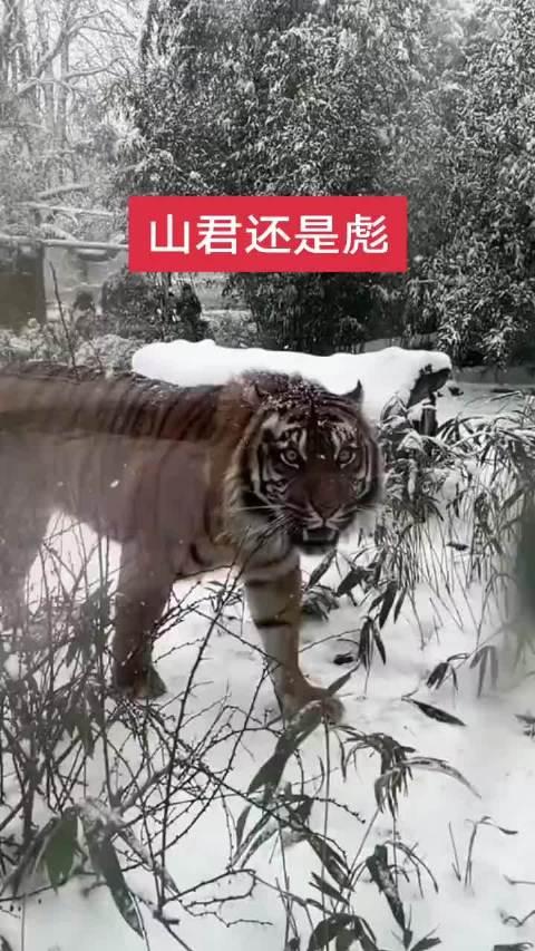 山君虎也图片