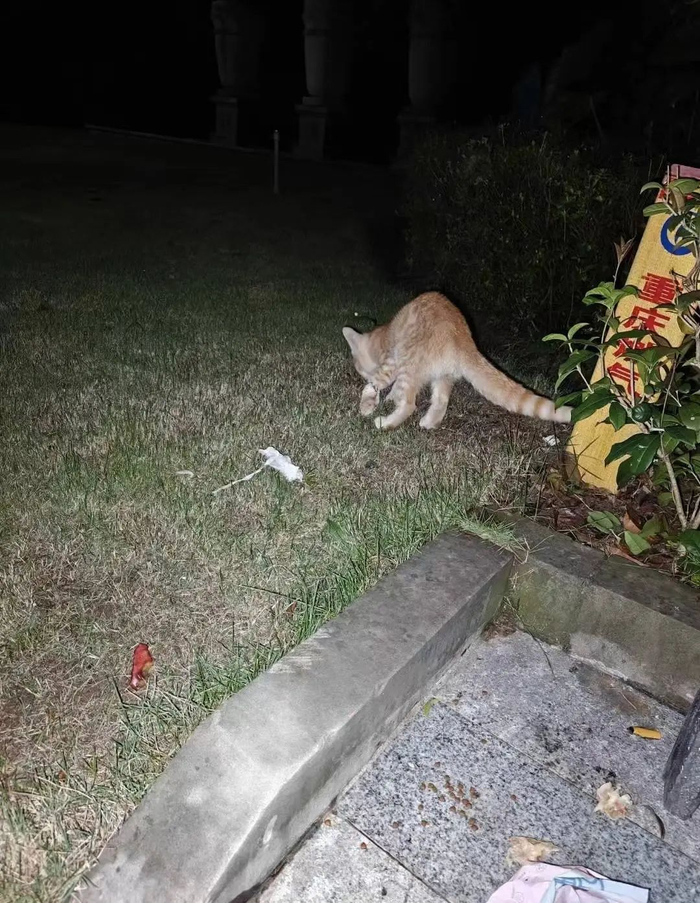 小区内的流浪猫。受访者供图