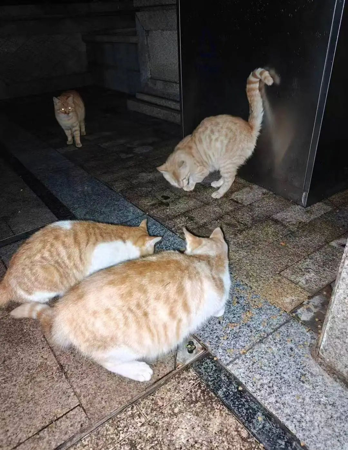 小区内有十余只流浪猫。受访者供图