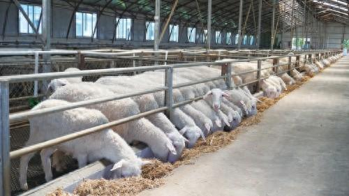 体型健壮的内蒙古兴安多羔羊。 资料图