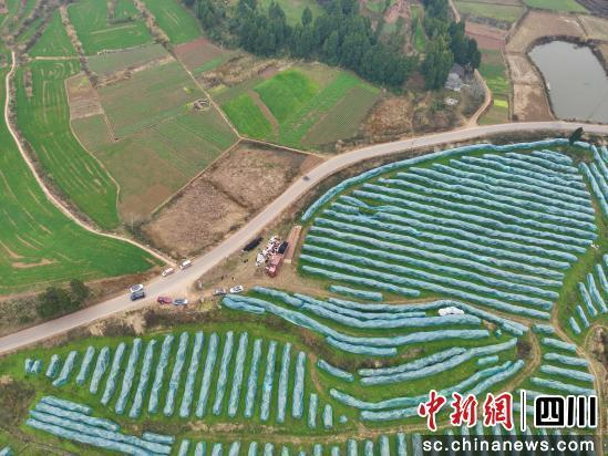 四川乐程信园现代农业开发公司柑橘基地航拍图。衡欢 摄