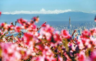 2024年3月25日，桃花盛开，在成都市龙泉山上眺望幺妹峰。