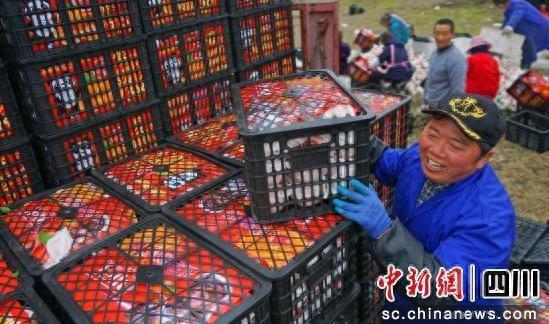 西充县车龙乡庄子上村柑橘采收现场。衡欢 摄
