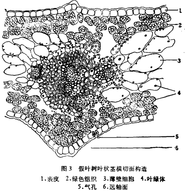 叶状茎横切面结构)图源:参考文献6这些革质叶状枝细胞内的绿色组织比