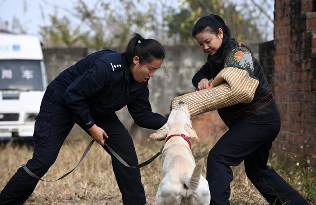 一名"90后"警犬训导员的警察节