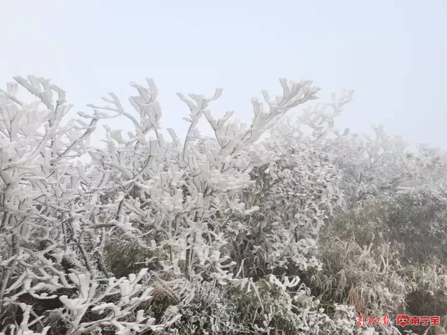 大明山雾凇上线。 陈枢 摄