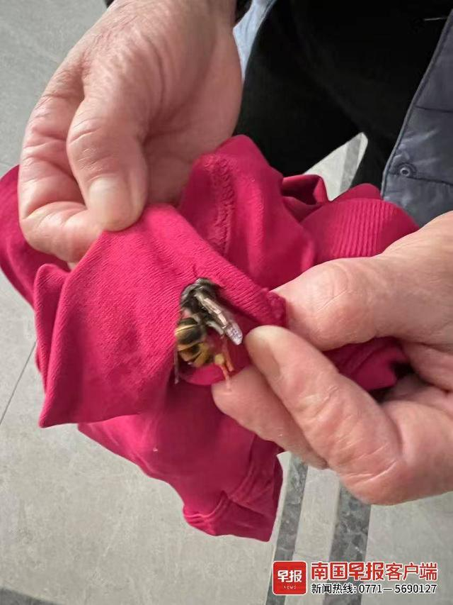 马蜂钻到业主的衣服里。 受访者供图