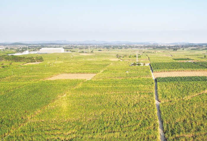    西乡塘区坛洛镇连片甘蔗地迎来丰收。（韦玉露 摄）