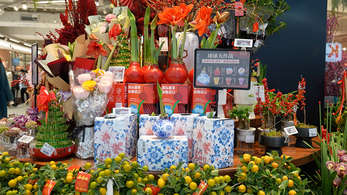 1月9日，上海长宁龙之梦盒马黑标店显眼处摆放有各式朱顶红，开着比手掌还大的花。受访单位供图