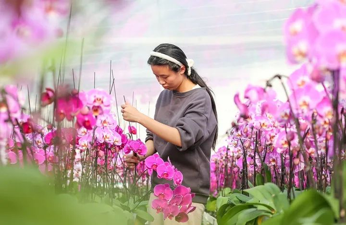 1月4日，在江苏省镇江句容市茅山镇前陵村蝴蝶兰种植基地，花农在管护花卉。新华社发（钟学满 摄）