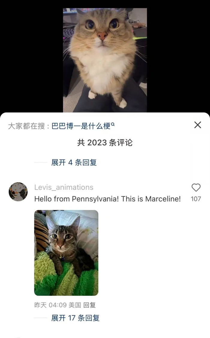 中国宠物博主晒出自家猫咪向外国网友打招呼，来自美国宾夕法尼亚的网友“回敬”自家小猫照片。（小红书帖子截图）。