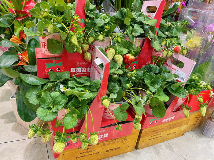 1月9日，上海长宁龙之梦盒马黑标店中，草莓盆栽等“养成系”年宵花俘获了不少年轻人的心。受访单位供图
