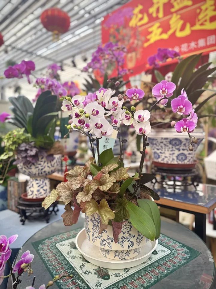 1月5日，在北京花乡花卉创意园里摆放的蝴蝶兰拼盘。新华网记者 闫雨昕 摄
