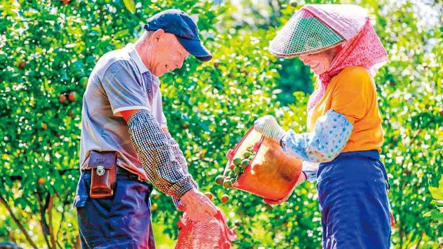 云南省德宏傣族景颇族自治州盈江县的坚果采收现场。新华网发（尹以祜 摄）