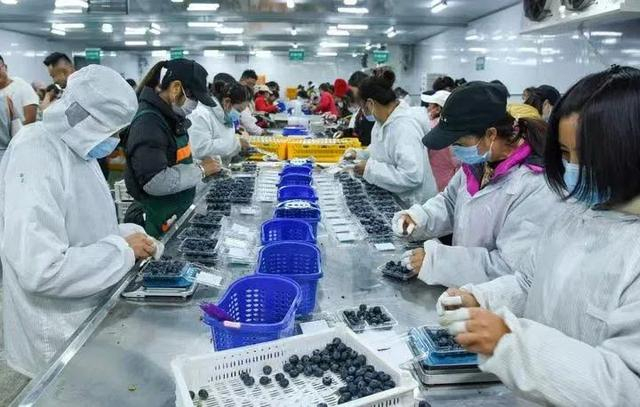 云南省澄江市丰吉农业标准化选果中心的工人正在分装蓝莓。受访者供图