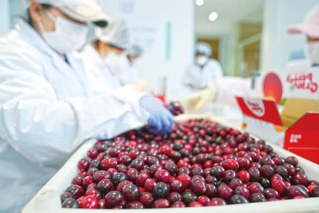 在黑龙江省抚远市蔓越莓种植基地研发中心，工作人员正在挑选蔓越莓鲜果。新华社记者王建威 摄