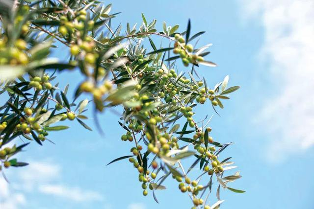 在甘肃省陇南市一处油橄榄种植基地拍摄的从希腊引进的油橄榄树品种“奇迹”。新华社记者陈斌 摄