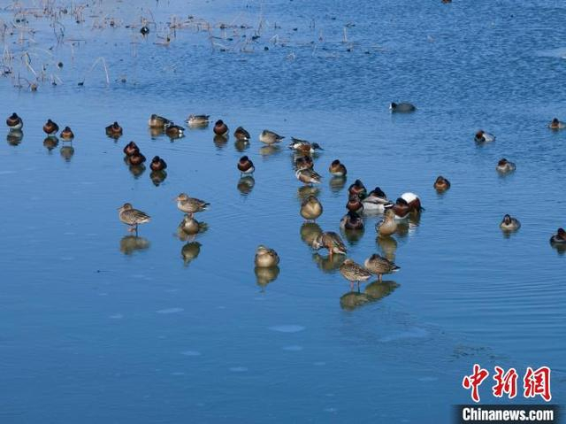 图为1月15日，青头潜鸭和其它鸭类在湖面休憩。 张学锋 摄
