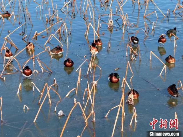 图为1月16日，大量青头潜鸭和其它鸭类在湖面休憩。 王铁良 摄