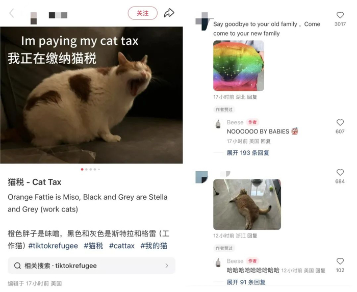 美国网友正在向中国网友“缴纳猫税”