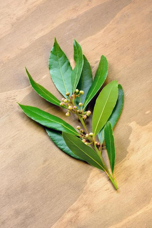 调味品“香叶”是什么树的叶子？其实它比较常见，只是你不认识|香料_新浪新闻