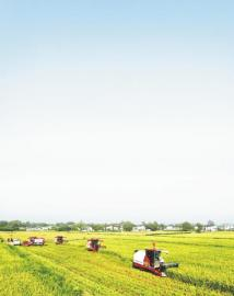 图为2024年9月4日，在仁寿县珠嘉镇棚村村，收割机正在收割水稻（资料图片）。 潘建勇 摄（C视觉）