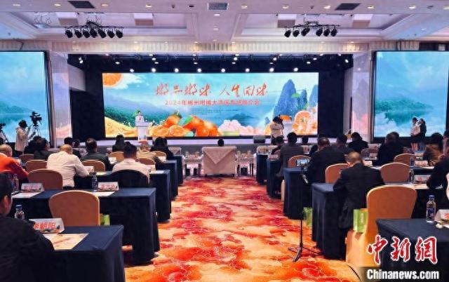 2024年12月11日，2024年郴州柑橘大湾区专场推介会在广州举行。张煦曜 摄