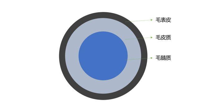 头发横截面示意图（来源：作者绘制）