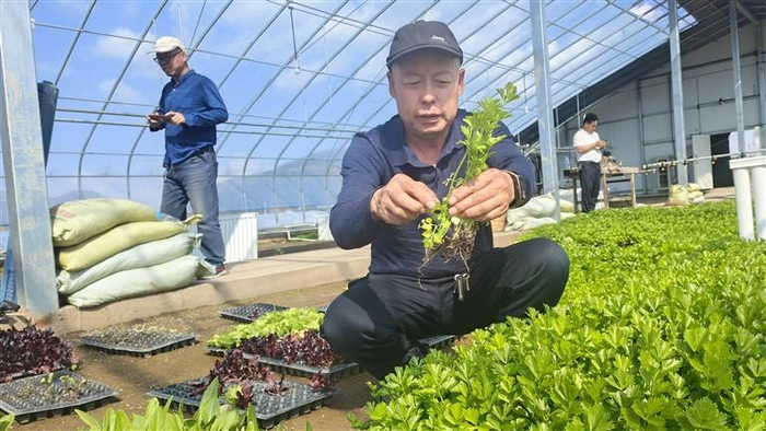     榆中县农技推广中心高级农艺师杨海兴指导农技人员进行芹菜育苗