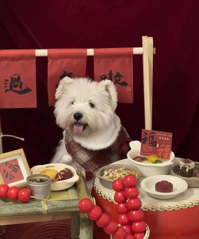 张张推出的狗狗年夜饭