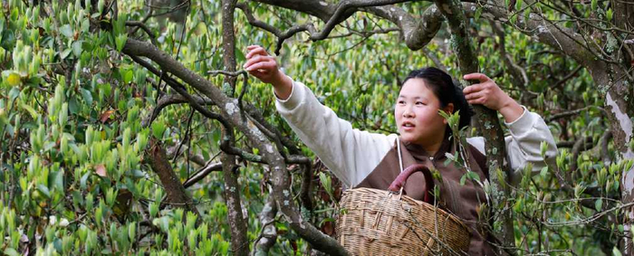  茶农正在古茶树上采茶  