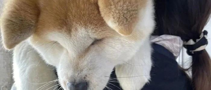 4个月大的小秋田犬长这样...网友惊了：这真不是4岁吗？