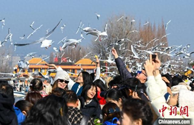 1月17日，游客在昆明海埂大坝与红嘴鸥互动。中新网记者 李嘉娴 摄