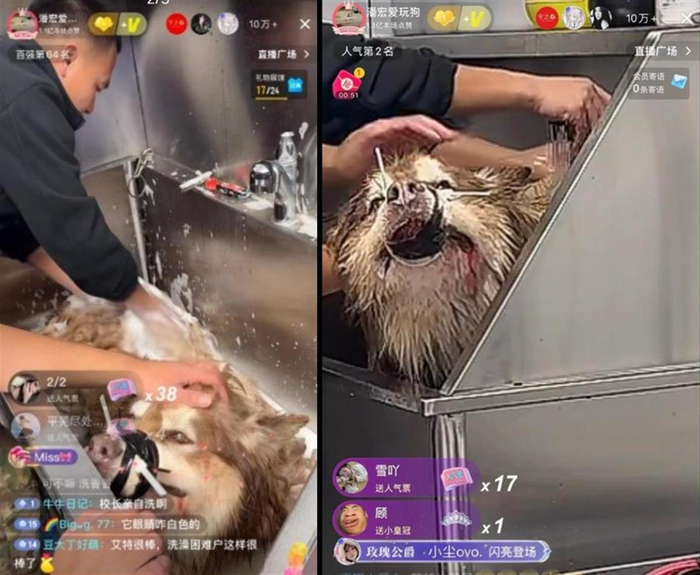千万粉丝网红潘宏回应狗狗“艾特”离世,别让“暴力式训狗”成为流量密码|艾特|狗_新浪新闻