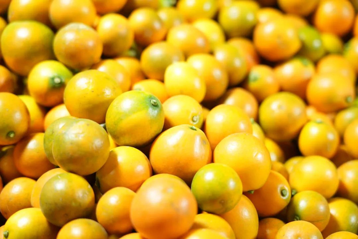 ▲个大味甜的脆蜜金桔在拼多多热销，成为金桔界的“爱马仕”。（摄影李孟麟）