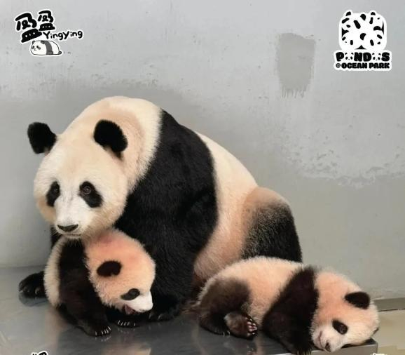 图片来源：香港海洋公园社交媒体账号