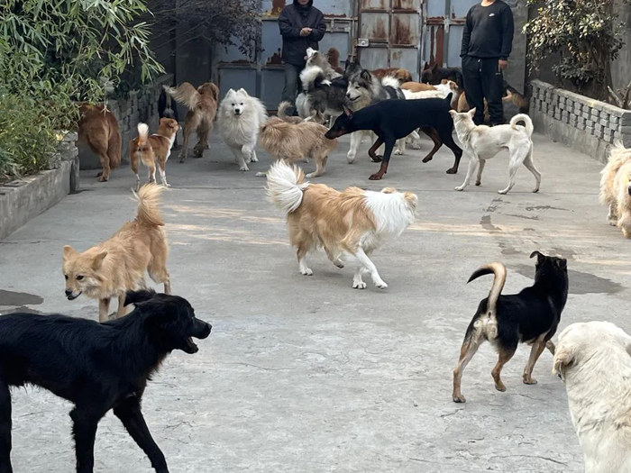 春节寄养在训练基地的狗狗们下午的活动时间。