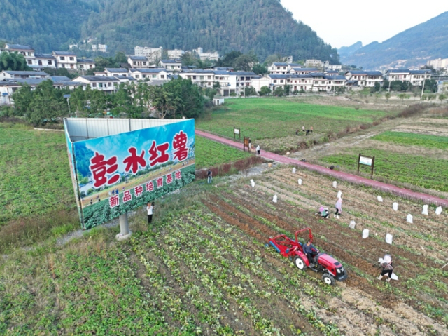 彭水红薯新品种培育基地 彭水县委宣传部供图