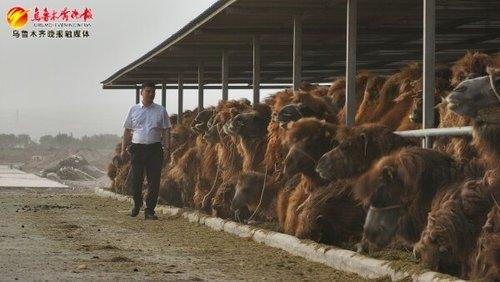 　　 新疆新驼乳业有限公司董事长赵林正在骆驼养殖基地观察骆驼。受访者提供