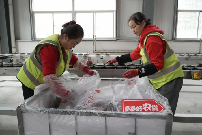 ▲天水花牛苹果近年在拼多多热销，让更多的她找到了合适的“妈妈岗”。余虹黎▕摄