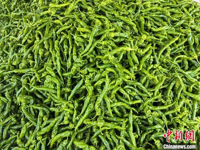 图为螺丝椒。南宁市江南区融媒体中心供图