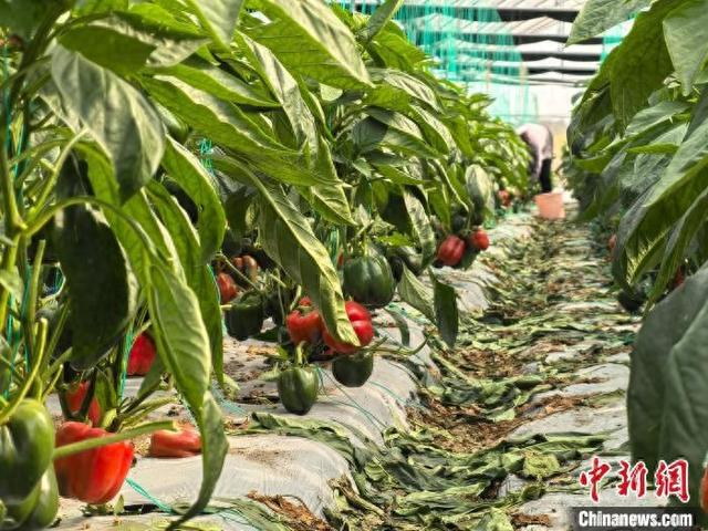 图为成熟挂在枝头的彩椒。南宁市江南区融媒体中心供图