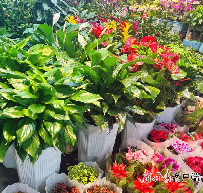 各式各样的年宵花争奇斗艳。