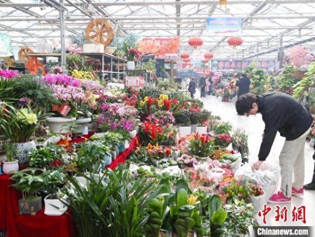 资料图为市民在选购年宵花。中新网记者 于晶 摄